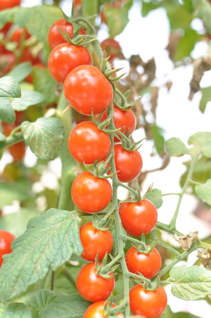 Cocktail Cherry tomato 853-538 p1